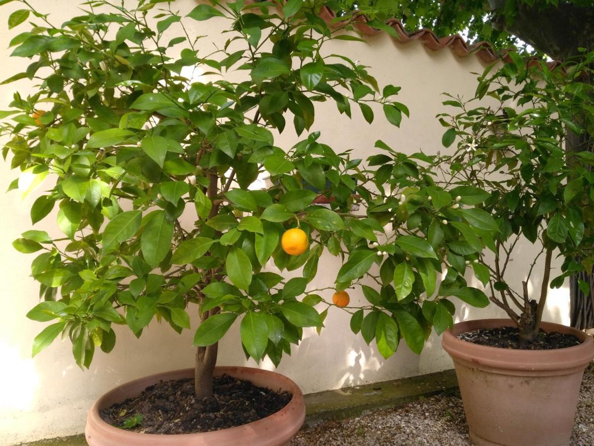 Bed and Breakfast Reve D'Emma Plan-dʼOrgon Exterior foto